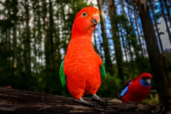 Australian King Parrot Standing Tall Proud — Stock Photo, Image