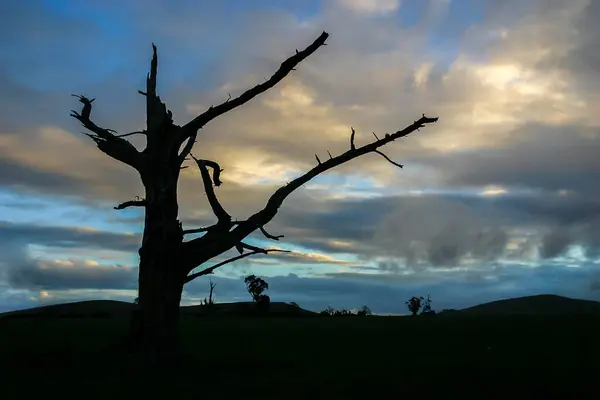 Silhouette Old Dead Tree Skeleton Still Standing Dramatic Evening Sky — Stock Photo, Image
