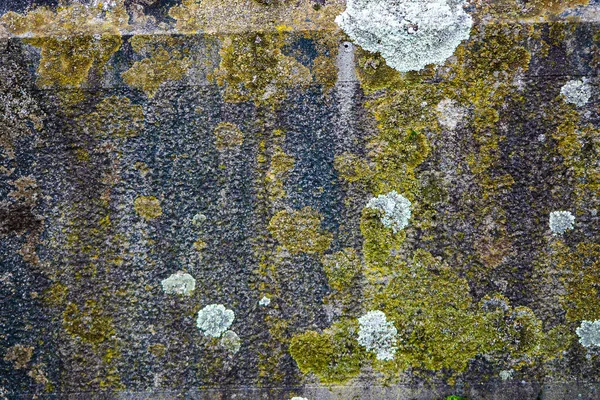 Lichen Mos Texturen Patronen Een Grungy Oude Grafsteen — Stockfoto