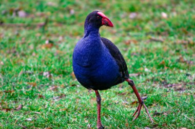 Avustralya Purple Swamphen yiyecek bulmak için kasıla kasıla yürüyor Porphyrio Porphyrio