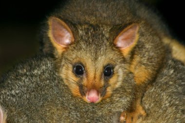 Çok tatlı bir bebek olan Avustralya Fırça Kuyruklu Sıçan 'ı annelerin sırtına yapıştır.