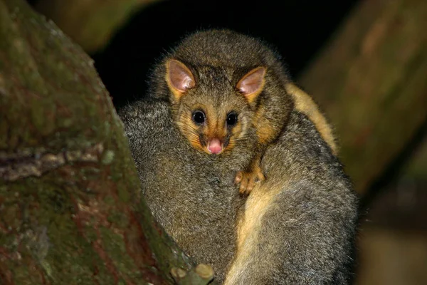 Cute Baby Australijski Brushtail Oposa Matek Plecach — Zdjęcie stockowe