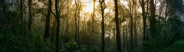 Ködös Atmoszféra Tölti Meg Esőerdő Sűrű Aljnövényzetét Arany Nap Ragyog — Stock Fotó