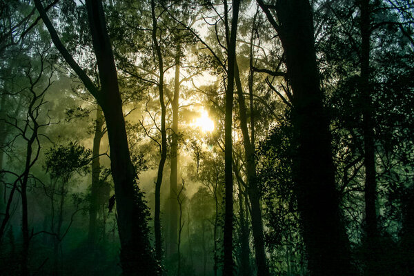 Golden sunrise glowing through the forest trees on a misty morning