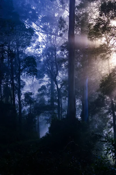 Nastrojowy Mglisty Niebieski Las Chłodny Zimowy Poranek Promieniami Słońca — Zdjęcie stockowe