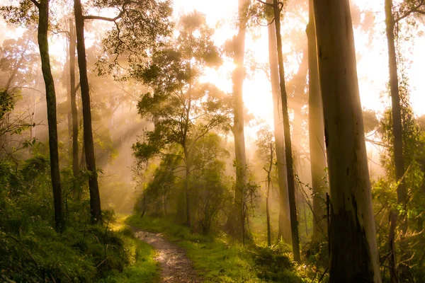 Godrays Golden Sunrise Shine Misty Forest Trees — Stock Photo, Image