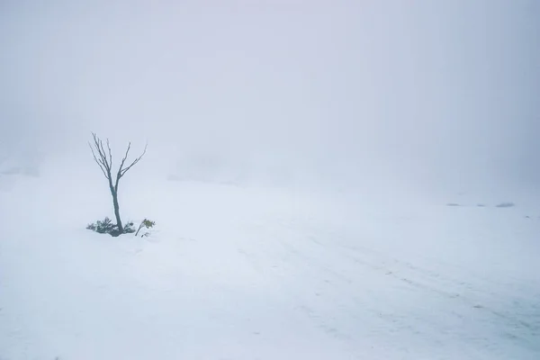 Lone Tree Desolate Snowscape Bleak Foggy Void Life — Stock Photo, Image