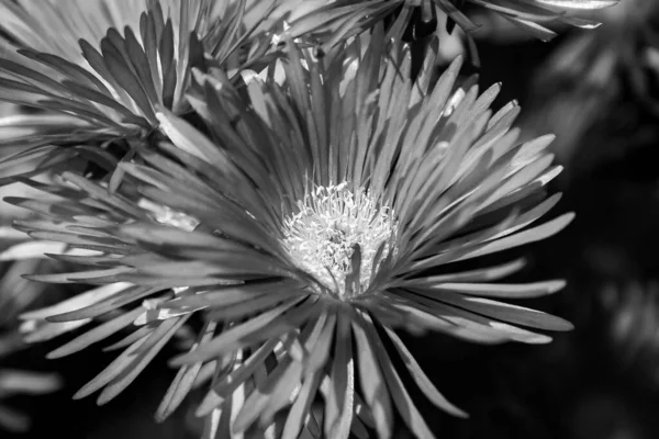 Single Aster Flower Black White — Stock Photo, Image