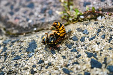 Parlak sarı ve siyah ölü Avrupa eşekarısı kumlu beton zeminde karıncalar tarafından yeniyor.