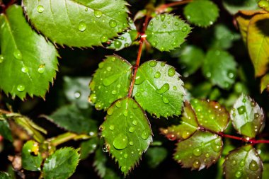 Yağmurdan sonra gevrek yeşil gül yaprakları ve su damlacıkları
