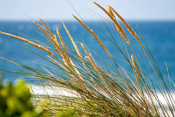 Coastal Grasses Grow Front Crystal Blue Seascape — Stock Photo, Image