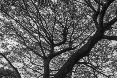 Ağacın altında monoton closeup