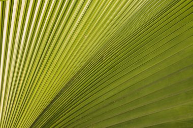 Doku ve desen palmiye yaprağı 2 closeup