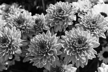 Bahçede tek renkli çiçek açan çiçek