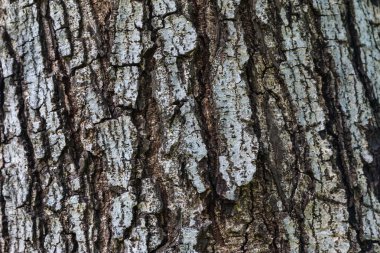 Eski ve weatherred ahşap kabuk çatlamak