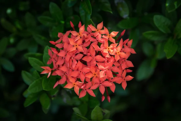 Nahaufnahme der roten Blume mit dem grünen Blatt — Stockfoto