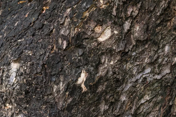 Ağaç üzerinde kaba doku closeup — Stok fotoğraf