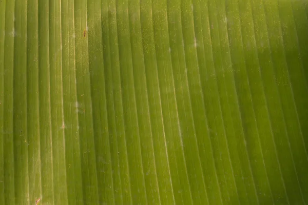 Gros plan de la texture verte de la feuille de babana — Photo