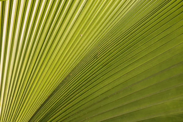 Gros plan de la texture et du motif de la feuille de palmier 2 — Photo