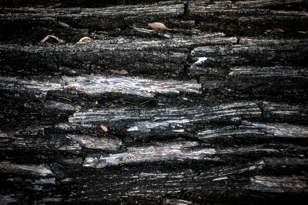 Eski ve yıpranmış çatlamak ağaç kabuğu — Stok fotoğraf