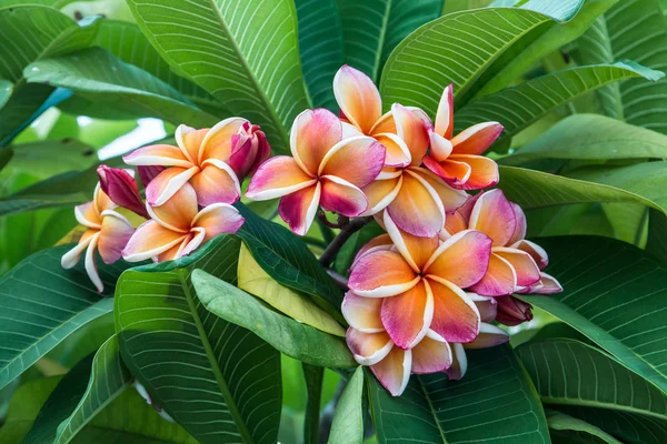 Blühende Frangipani-Blume — Stockfoto