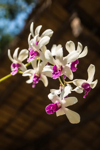 Violett-weiße Orchidee — Stockfoto