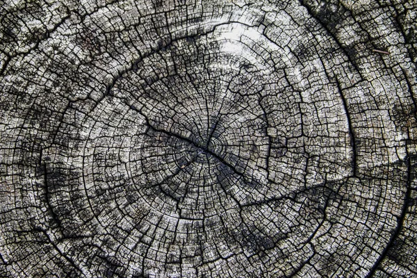 Régi fa gyűrű Jogdíjmentes Stock Fotók