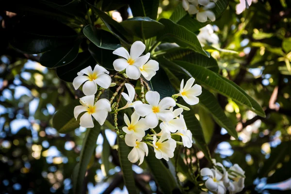 Plumeria in de tuin achtergrond — Stockfoto