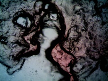 Etraftaki rastgele şeylerin mikroskobik fotoğrafları