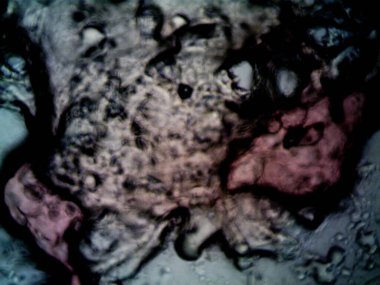 Etraftaki rastgele şeylerin mikroskobik fotoğrafları