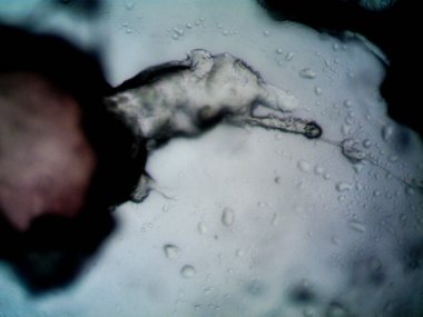 Etraftaki rastgele şeylerin mikroskobik fotoğrafları