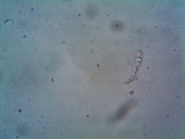 Çevrede bulunan pek çok şeyin mikroskobik fotoğrafı