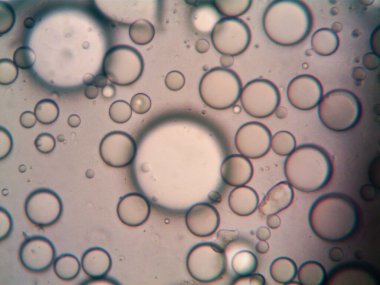 Çevrede bulunan pek çok şeyin mikroskobik fotoğrafı