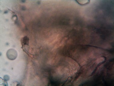 Çevrede bulunan pek çok şeyin mikroskobik fotoğrafı