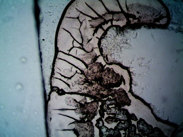 Foto Mikroskopis Dari Hal Hal Acak Sekitar — Stok Foto