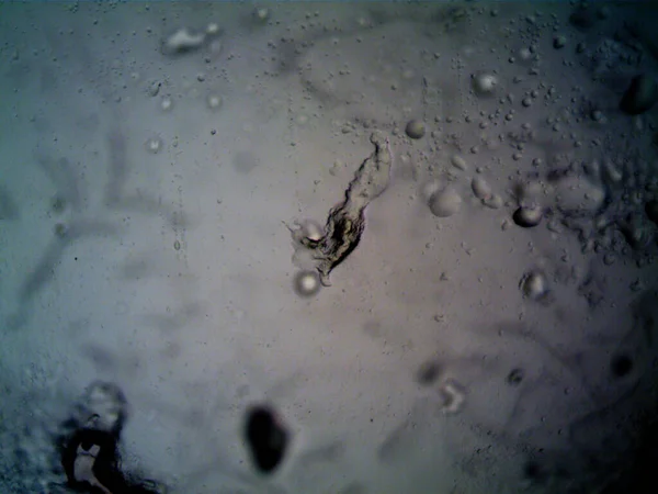 Etraftaki rastgele şeylerin mikroskobik fotoğrafları