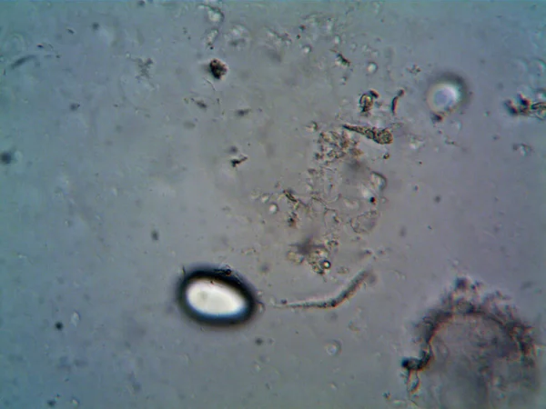 Foto Microscopica Molte Cose Trovate Intorno — Foto Stock