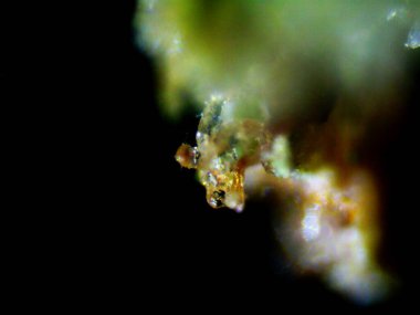 Kenevirin mikroskobik fotoğrafı. Limon Suyu ve Mor Limon İndirme