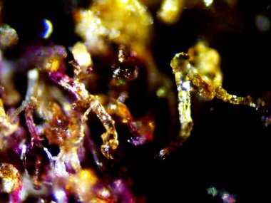 Kenevirin mikroskobik fotoğrafı. Limon Suyu ve Mor Limon İndirme