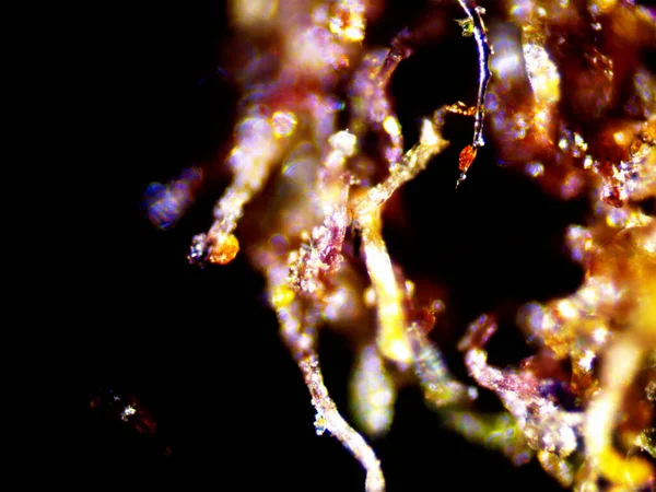 Kenevirin mikroskobik fotoğrafı. Limon Suyu ve Mor Limon İndirme