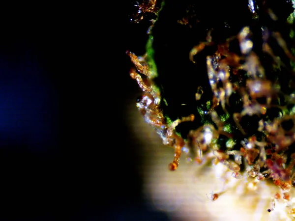 Fotografia Microscópica Cannabis Mautoflowering Lemon Haze Limão Roxo — Fotografia de Stock