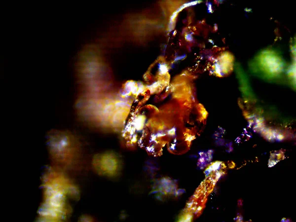 Microscopic photo of cannabis. Mautoflowering Lemon Haze and Purple lemon