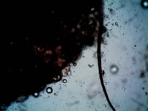 Микроскопическое Фото Конопли Лимонный Туман Фиолетовый Лимон — стоковое фото