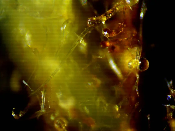 Mikroskopijne Zdjęcie Marihuany Mautoflowering Lemon Haze Fioletowa Cytryna — Zdjęcie stockowe