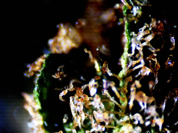 Foto Microscópica Cannabis Mautofloreciente Lemon Hazre Purple Lemon — Foto de Stock