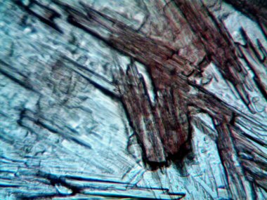 Çevrede bulunan pek çok şeyin mikroskobik fotoğrafı