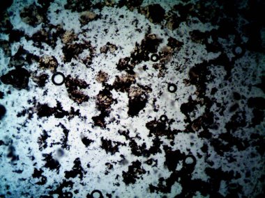 Çevrede bulunan pek çok şeyin mikroskobik fotoğrafı