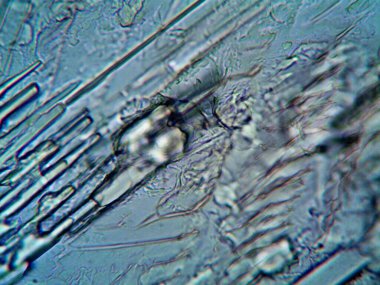 Çevrede bulunan pek çok şeyin mikroskobik fotoğrafı