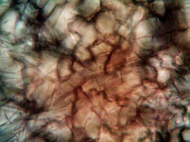 Çevrede bulunan pek çok şeyin mikroskobik fotoğrafı