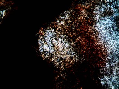 Çevrede bulunan pek çok şeyin mikroskobik fotoğrafı